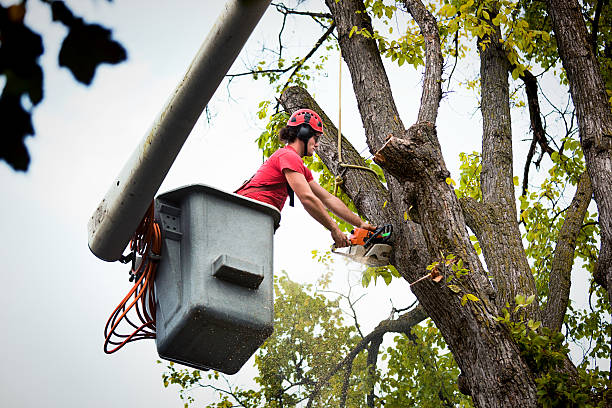 Best Root Management and Removal  in Maple Glen, PA